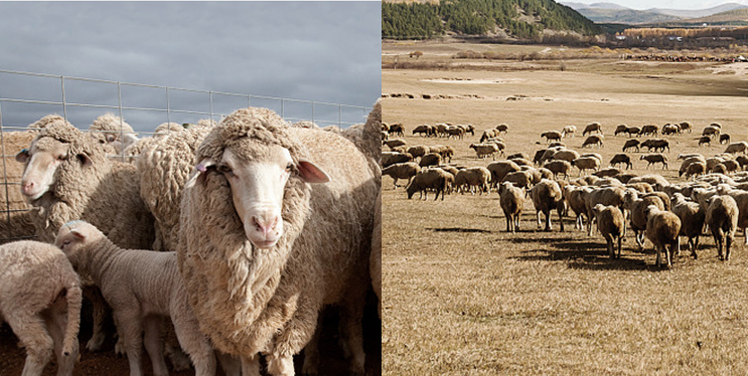 merino wool manufacturers